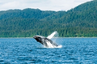 Juneau, Alaska Shore Excursions