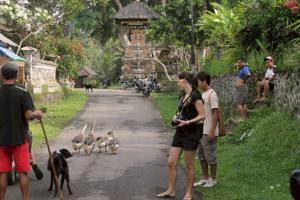 Pet Friendly Accommodation in Ubud, Indonesia