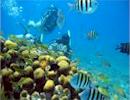 PADI Discover Scuba Diving Course in Cozumel